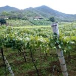 The Wines and Wineries of Colombia -  A Bright Future
